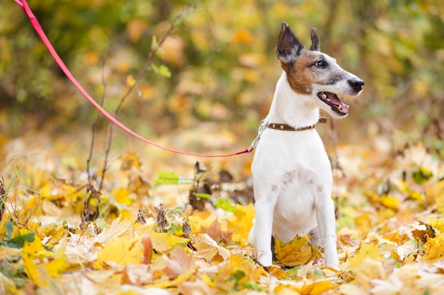 Free photo cute dog with leash sitting in forrest