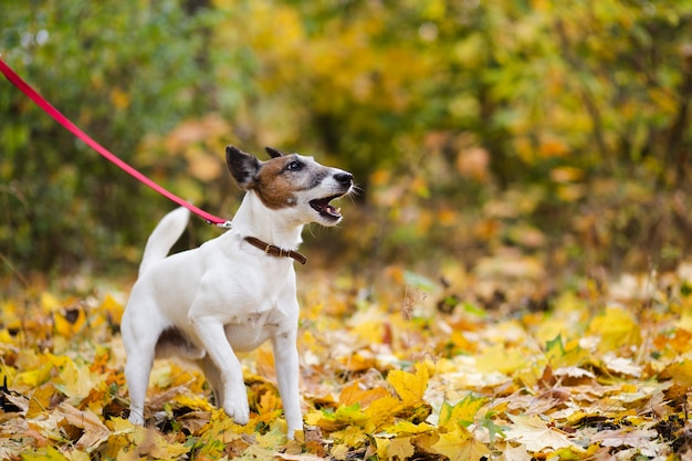 Cute dog with leash standing in forrest