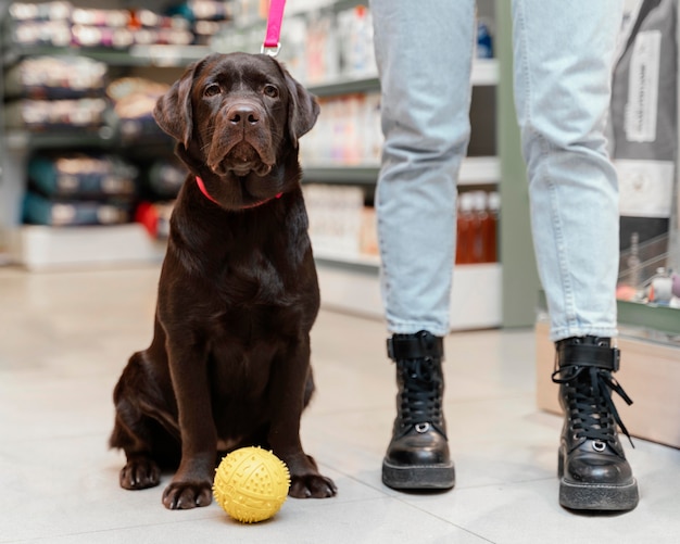 Free Photo cute dog with owner at the pet shop