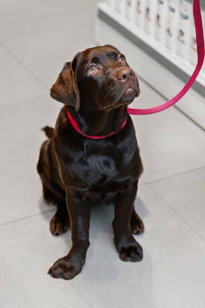 Cute dog with owner at the pet shop