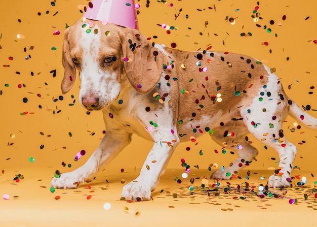 Free photo cute dog with party hat and confetti