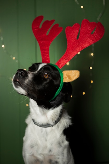 Free Photo cute dog with reindeer ears indoors