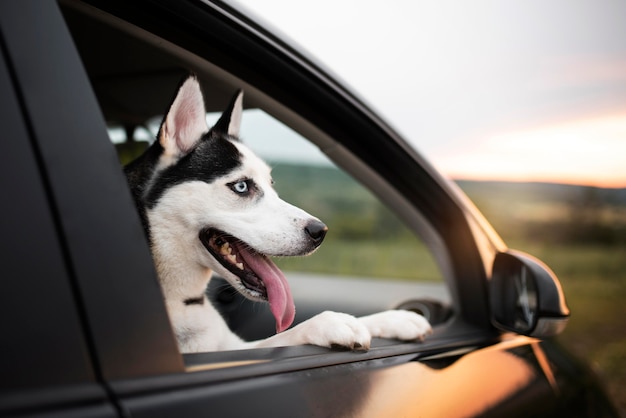 Cute dog with tongue out looking out the window