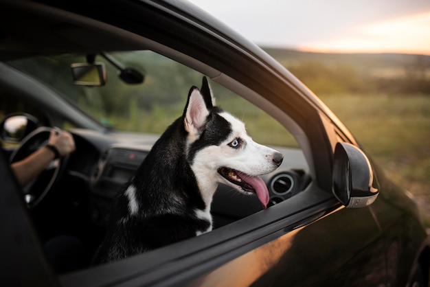 Free photo cute dog with tongue out