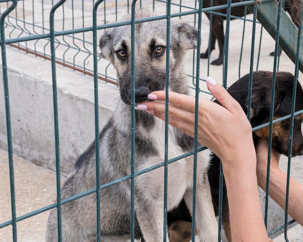 Cute dogs behind fence waiting to be adopted