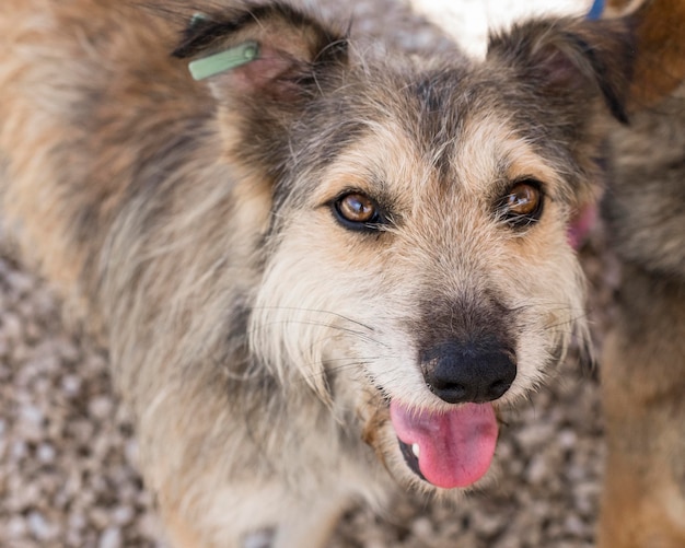 Cute dogs waiting to be fostered by someone