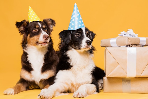 Cute dogs with hats