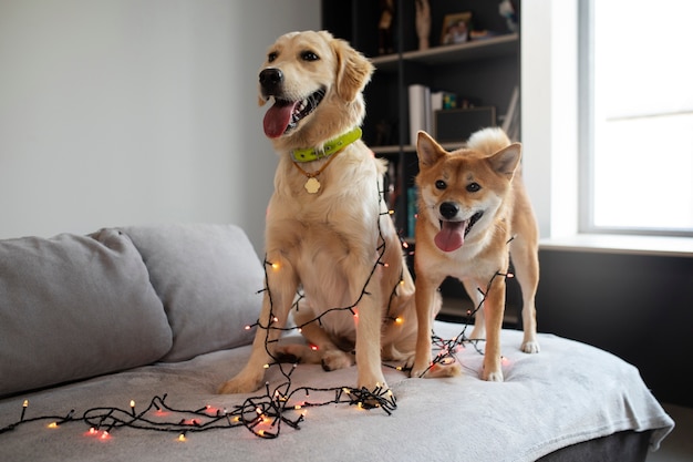 Free Photo cute dogs with lights on couch