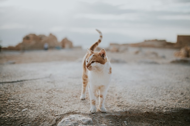 Free photo cute domestic beautiful cat on a road in a desert