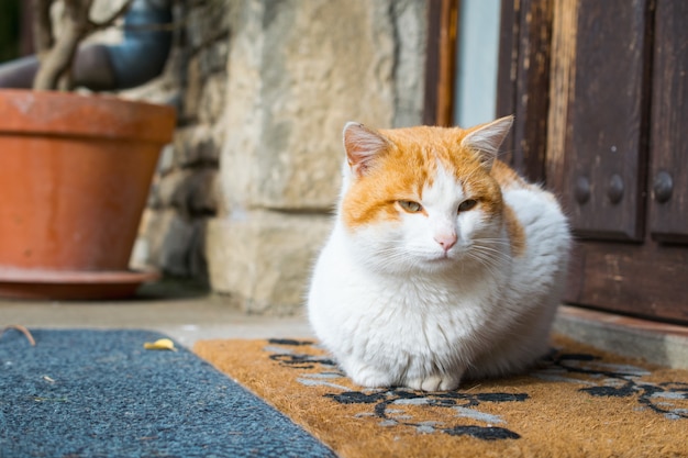 Free Photo cute domestic cat sitting outside in front of a door