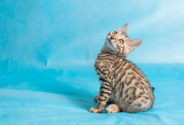 Free Photo a cute domestic cat on sky blue sheets looking up with a funny look