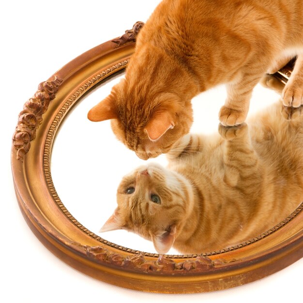 Cute domestic ginger cat curiously looking at its own reflection in a mirror on a white surface