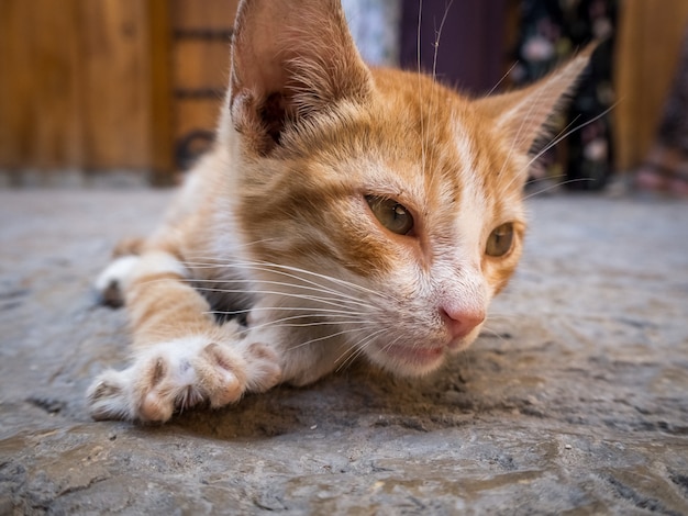 Free Photo cute domestic orange cat lying on the ground with a blurred background