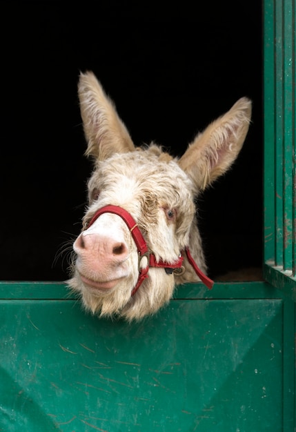 Free photo cute donkey in stable country lifestyle