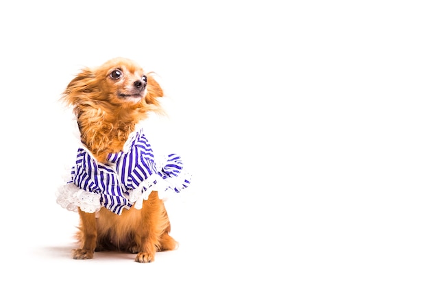 Free photo cute dressed brown dog isolated on white background