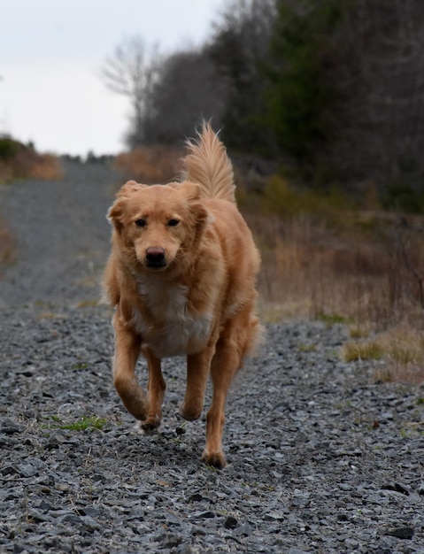 Cute duck tolling retriever dog jogging along a gravel drive.