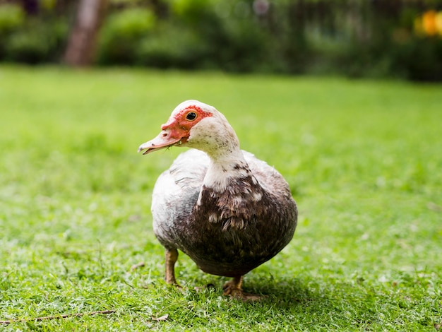 Free photo cute duck walking outdoors