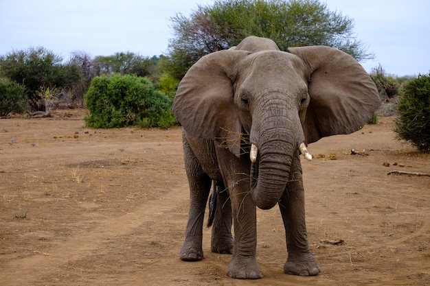 Cute elephant standing on the sandy ground in a deserted area