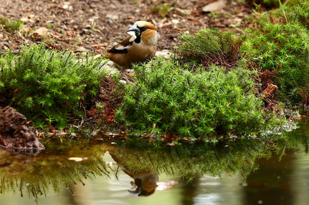 Free Photo cute european robin bird near a lake