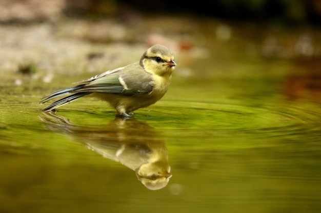 Free Photo cute european robin bird reflecting on a lake during daytime