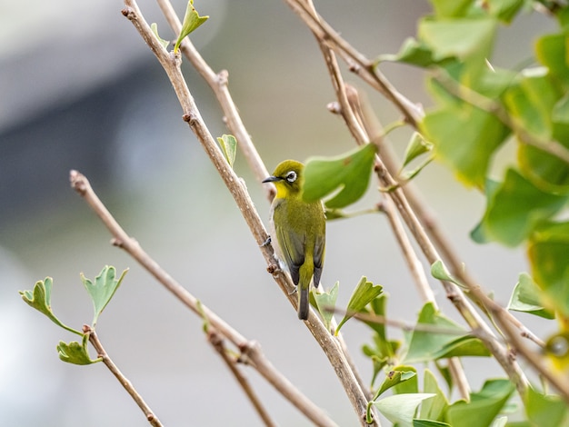 Free photo cute exotic bird standing on a tree branch in the middle of the forest