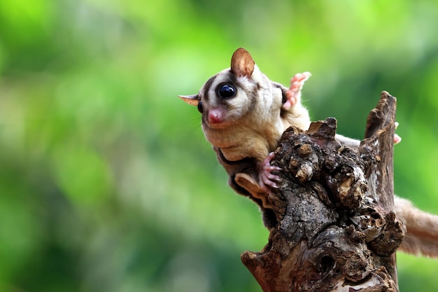 Cute face sugar glider on wood sugar glider closeup sugar glider climbing on wood