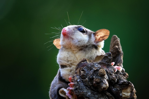 Free photo cute face sugar glider on wood