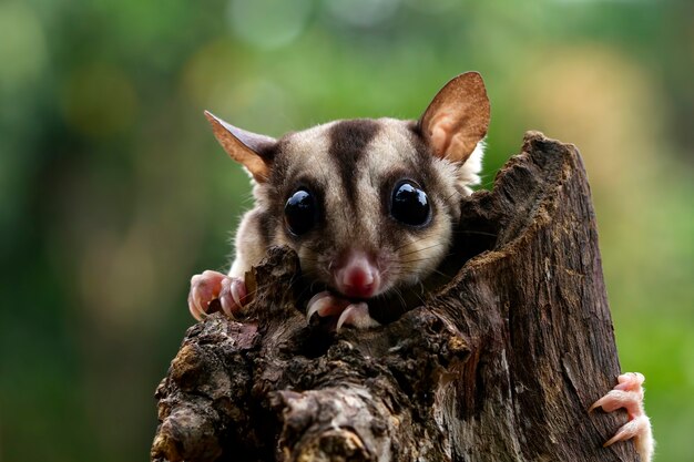 Cute face sugar glider on wood