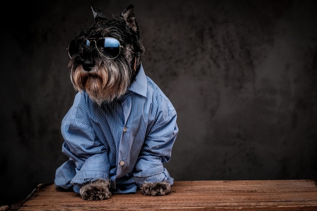 Free Photo cute fashionable scottish terrier wearing a blue shirt and sunglasses on a gray background.