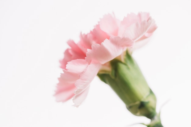 Free photo cute flower on white background