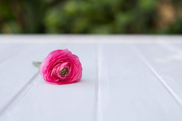 Free photo cute flower on white surface with blurred background