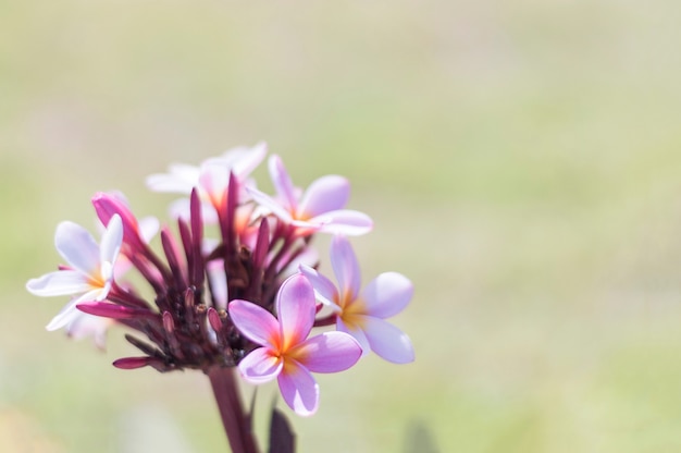 Free photo cute flower with blurred background