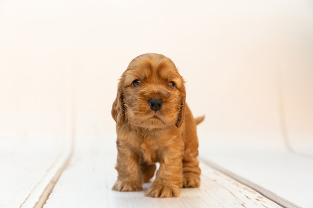 Free photo cute and fluffy english cocker spaniel puppy standing on a wooden white surface