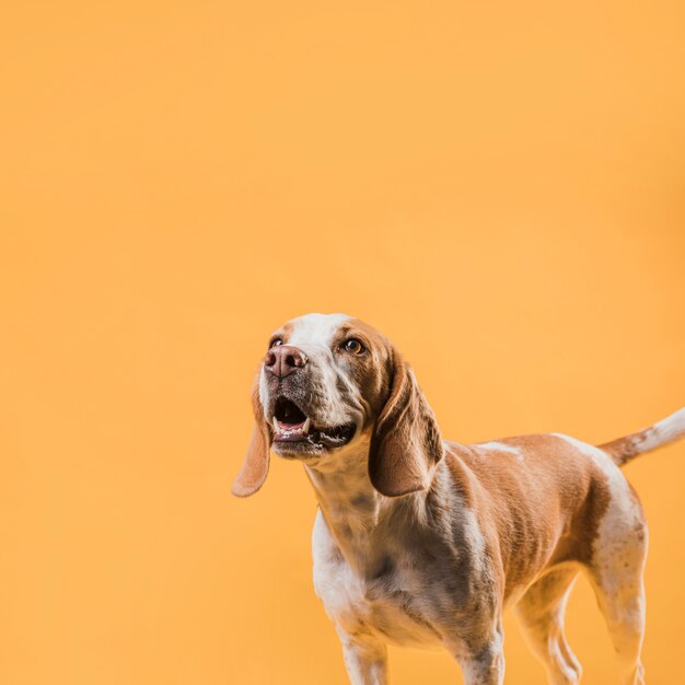 Cute focused dog looking up