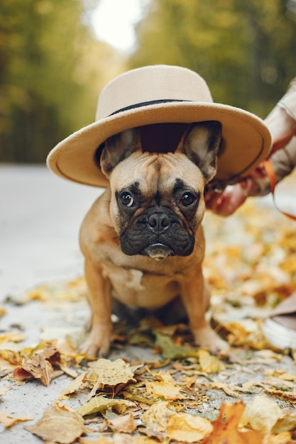 Free photo cute french bulldog dog wearing a beige hat and sitting in front of blurry autumn forest background