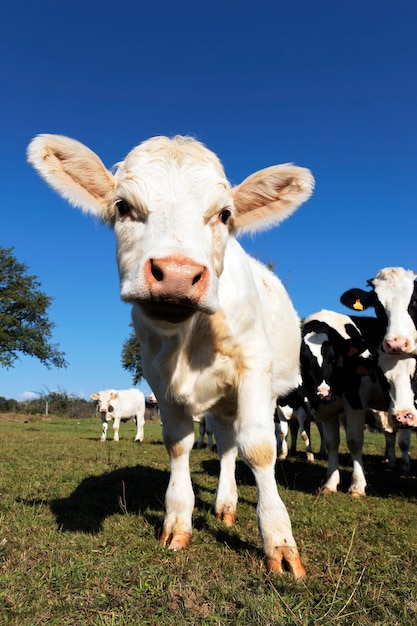 Free photo cute funny calf on farmland in summer