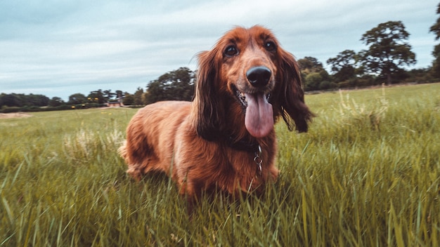 Free photo cute funny irish setter dog running in a grassy field with its tongue out