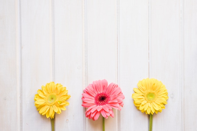 Free Photo cute gerberas on white