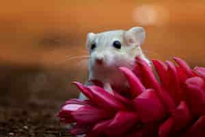 Free photo cute gerbil fat tail crawls on red flower garbil fat tail on flower