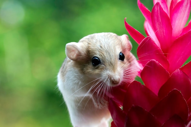 Free photo cute gerbil fat tail crawls on red flower garbil fat tail on flower