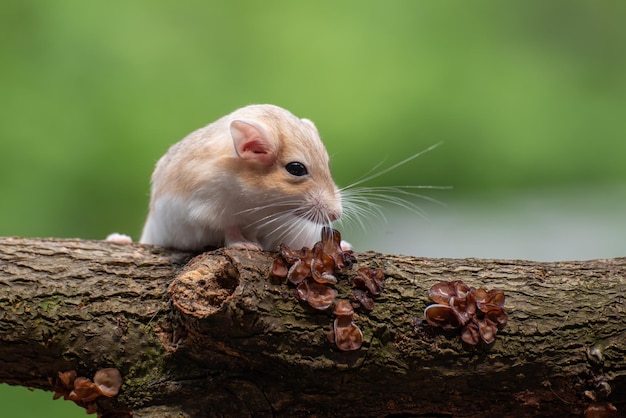 Cute gerbil fat tail crawls on tree Garbil fat tail closeup