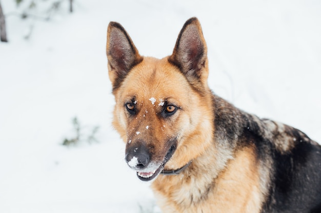 Cute german shepherd in snow forest in winter