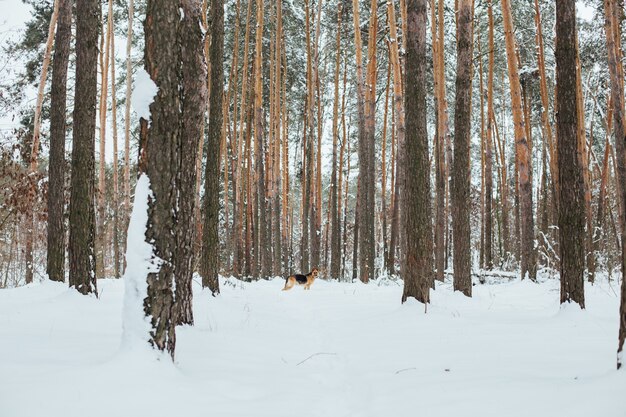 Cute german shepherd in snow forest in winter