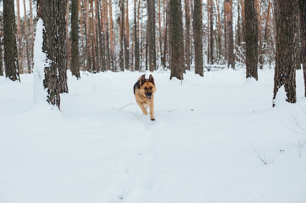 Free photo cute german shepherd in snow forest in winter