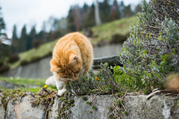 Free photo cute ginger cat playing with grass on rocks