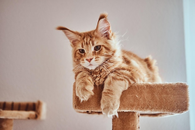 Free Photo cute ginger maine coon kitten is lying on special cat's furniture.