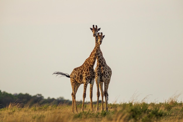 Free photo cute giraffe in south africa