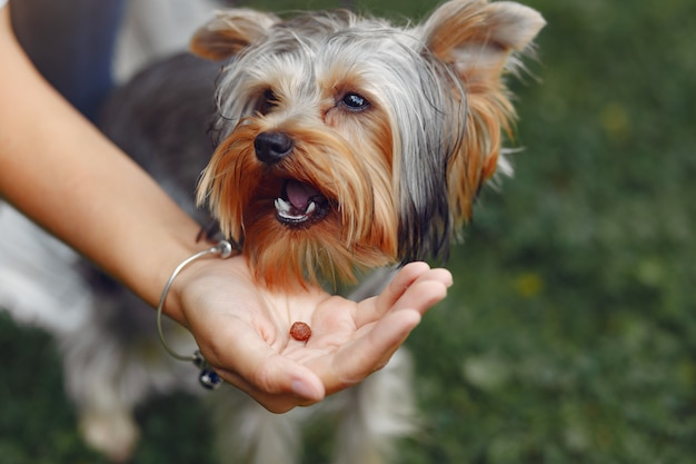 Cute girl playing with little dog