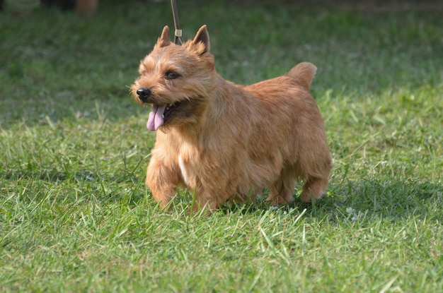 Free Photo cute glen of imaal terrier with his tongue sticking out.