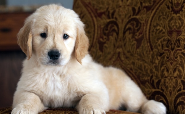 cute Golden Retriever puppy resting on the couch